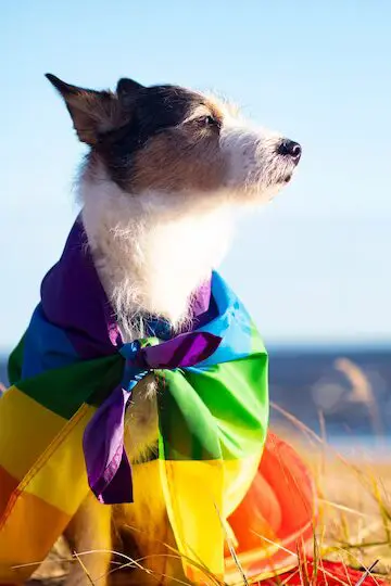 A dog wearing a rainbow flag on the beach.