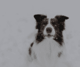 A black and white photo of a dog in the snow.
