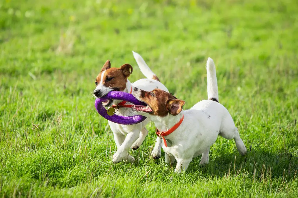 Two dogs playing with a purple frisbee in a field.