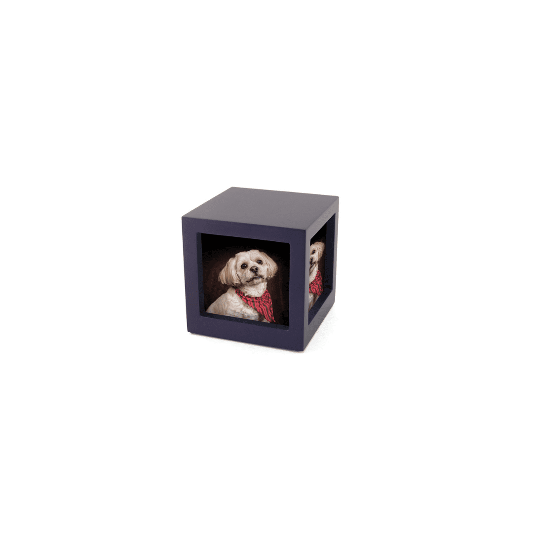 A photo of a dog in a blue cube box.