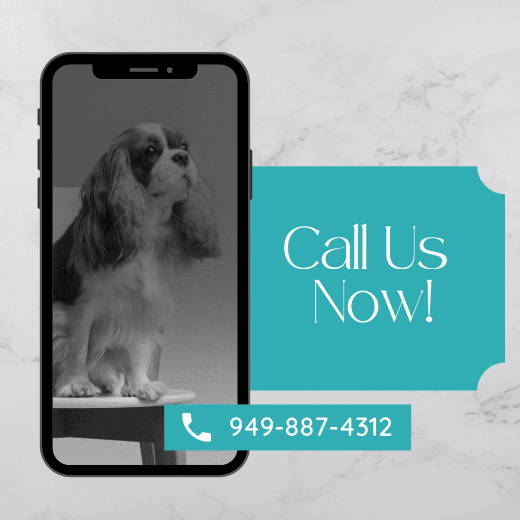 A dog is sitting on a phone with the text call us now.