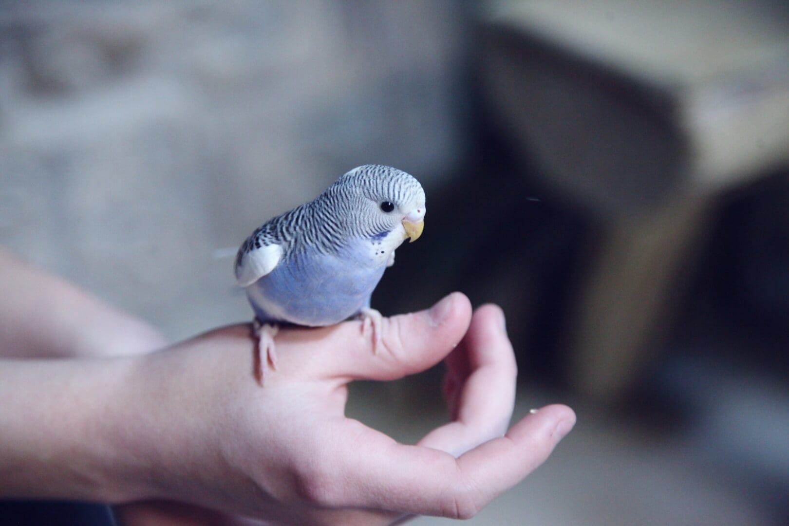 A blue and white bird sitting on a person's hand.