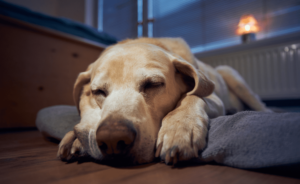 A dog sleeping on a pillow.