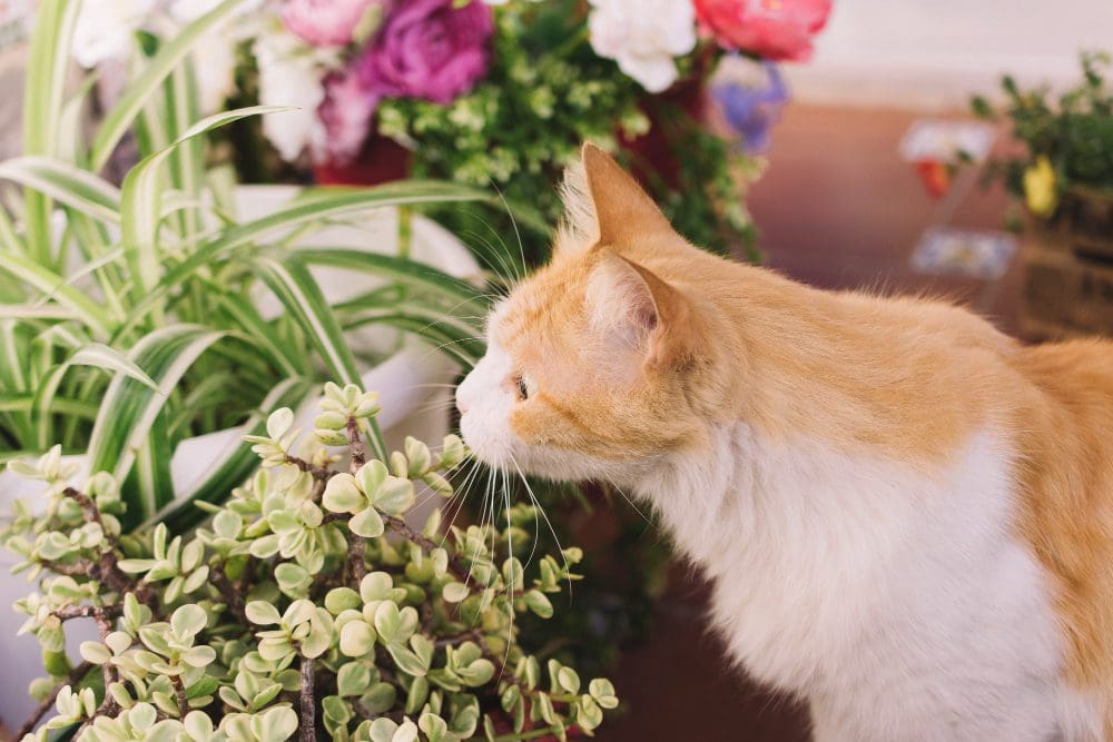 An orange and white cat sniffing a potted plant.
