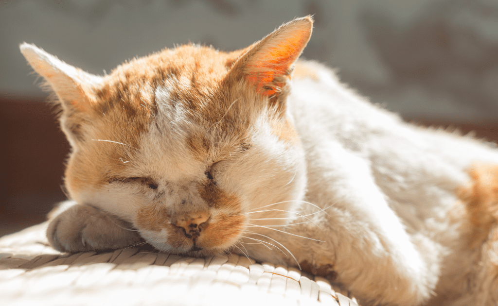 An orange and white cat sleeping on a wooden bench.